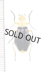 画像: ハムシ擬態のジョウカイボンの一種　Cantharidae species　ベトナム北東部