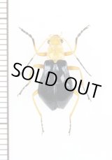 画像: ハムシ擬態のジョウカイボンの一種　Cantharidae species　ベトナム南部