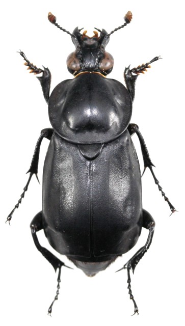 公式の クロシデムシ Nicrophorus concolor 標本 mubc.edu.bd