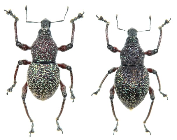 ヨナグニアカアシカタゾウムシ ペア - Insect Islands 〜南の島の昆虫標本屋さん〜