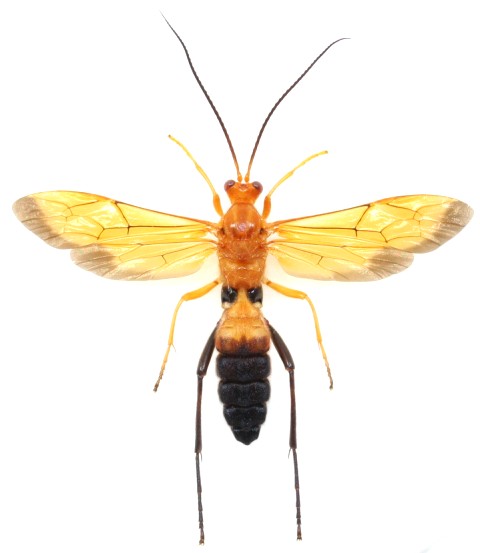画像1: アゲハヒメバチ属のヒメバチの一種　Holcojoppa sp.　♀　石垣島