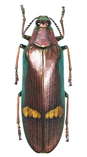 アラメオオルリタマムシ 原名亜種 ♀67.7mm マレーシア - Insect Islands 〜南の島の昆虫標本屋さん〜