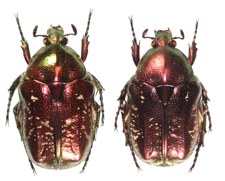 リュウキュウツヤハナムグリ 宮古亜種 ペア（赤色） 宮古島 - Insect Islands 〜南の島の昆虫標本屋さん〜