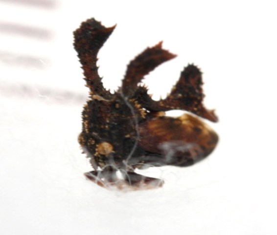 画像: トゲウサギツノゼミの近似種　Centrochares horrifica　フィリピン（ミンダナオ島）