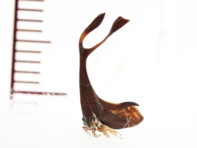 画像: シロオビクワツノゼミの近似種　Pyrgonota sp.　フィリピン（ミンドロ島）