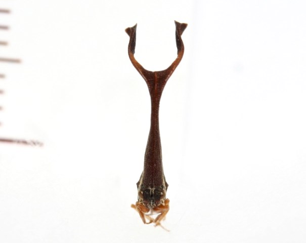 画像: シロオビクワツノゼミの近似種　Pyrgonota sp.　フィリピン（ミンドロ島）