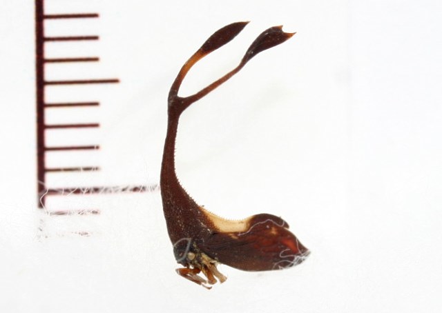 画像: シロオビクワツノゼミ　Pyrgonota bifoliatus　フィリピン（ルソン島）