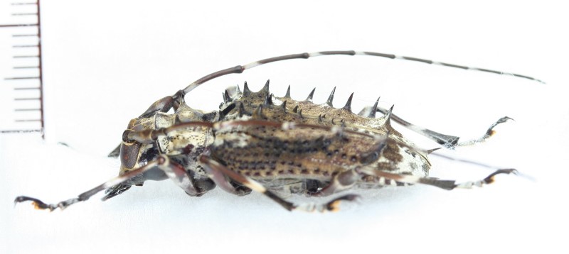 画像: カミキリムシの一種 ♀　Polyrhaphis spinosa   フランス領ギアナ