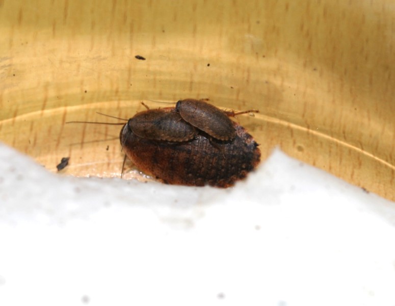 画像: サツマゴキブリ　14頭セット（生き虫）　石垣島　送料無料！