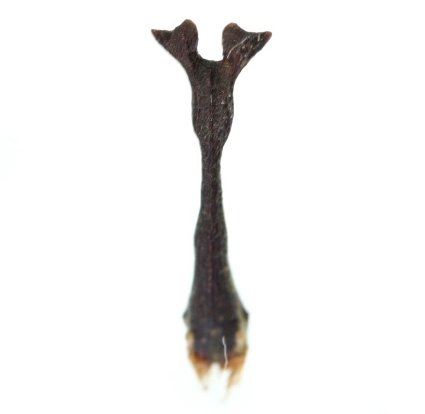 画像: ツノゼミの一種　Funkhouserella sp.　フィリピン（ルソン島）