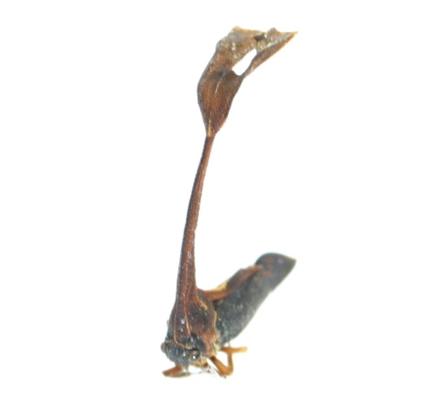 画像: シロオビクワツノゼミの近似種　Pyrgonota sp.　フィリピン（ミンダナオ島）