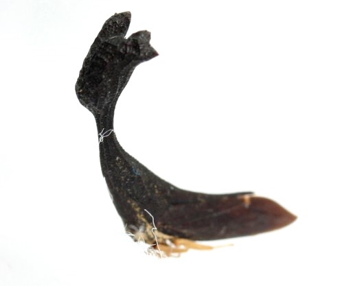 画像: シメジツノゼミ　Funkhouserella binodis　フィリピン（ルソン島）