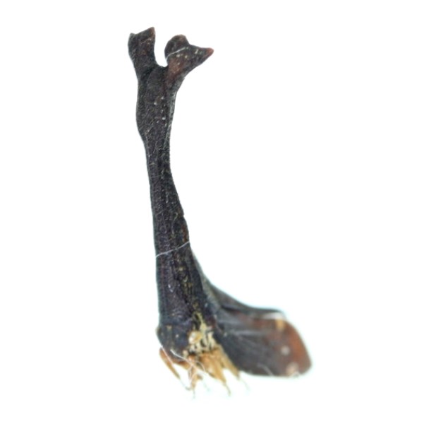 画像: ツノゼミの一種　Funkhouserella sp.　フィリピン（ルソン島）