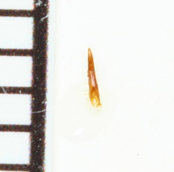 画像: クビカクシゴミムシダマシの一種　Stenochinus sp.  ♂　徳之島
