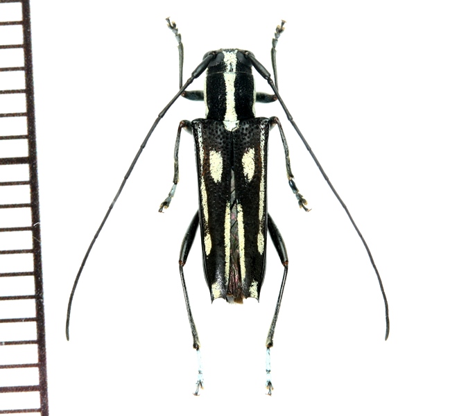 画像1: カミキリムシの一種　Glenea sp.  ♀  フィリピン(ネグロス島)