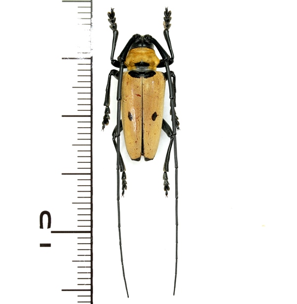 画像1: カミキリムシの一種　Cereopsius praetorius transitivus  ♂  フィリピン(ルソン島)