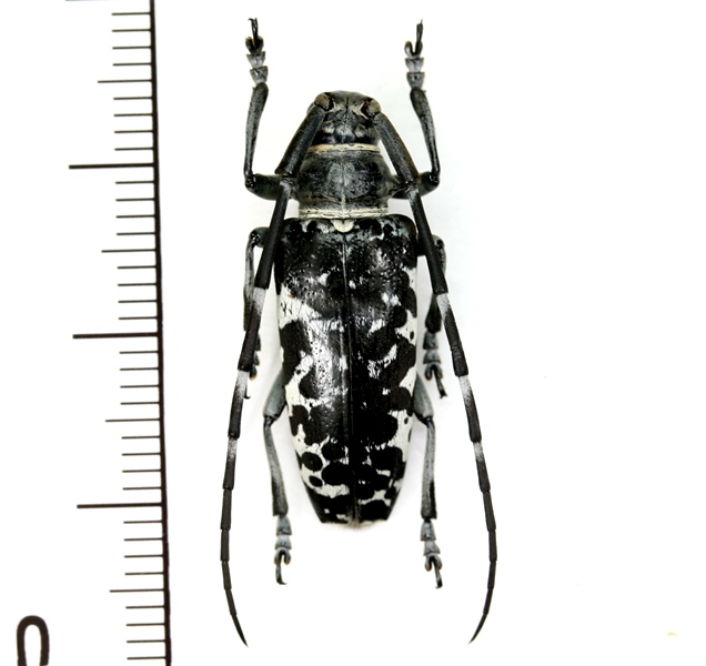 カミキリムシの一種 Blepephaeus agenor ♀ フィリピン(ルソン島