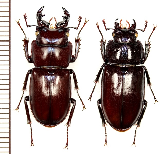 ヤクシマオニクワガタ 大型ペア 屋久島 - Insect Islands 〜南の