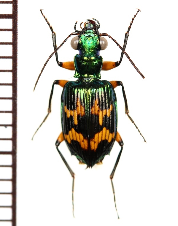 画像1: ゴミムシの一種　♂　Carabidae species フィリピン(ルソン島)
