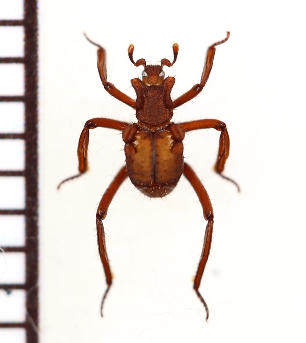 画像1: 好蟻性エンマムシの一種　Euxenister breyeri　ペルー
