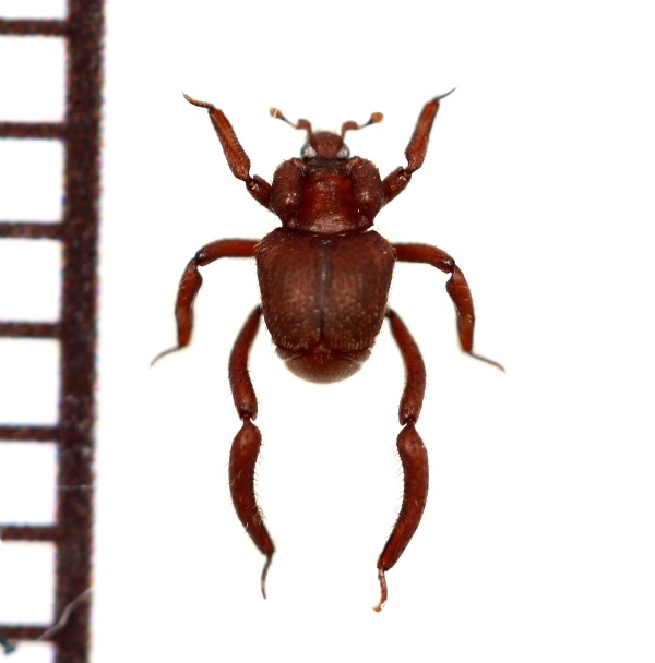 画像1: 好蟻性エンマムシの一種　Pulvinister  sp.  ペルー