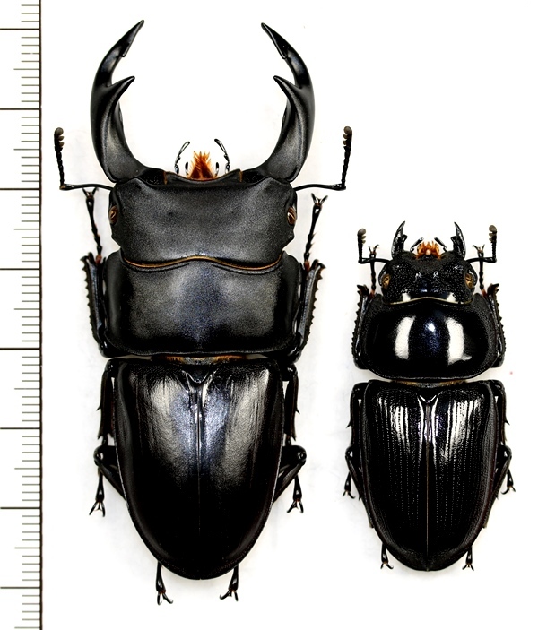 大型 ダージリン クワガタ ２種セット 野外標本 - 昆虫用品