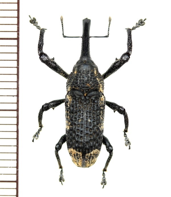 画像1: ゾウムシの一種  Curculionidae species   ベトナム(ベトナム南部)