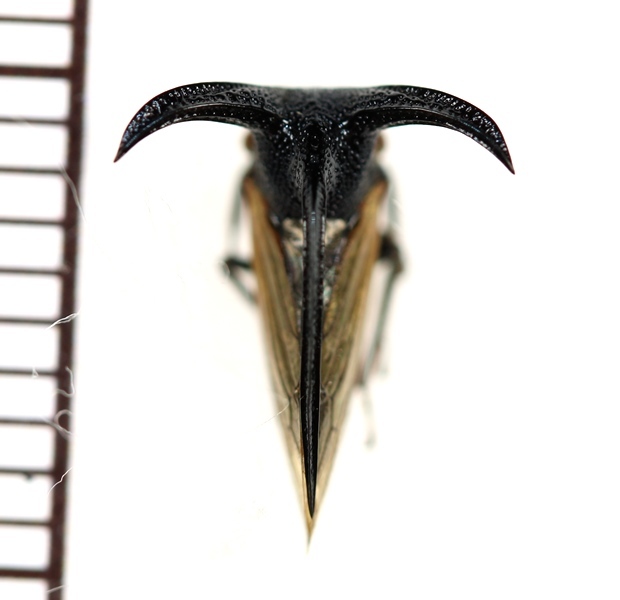 画像: オウシツノゼミ　Leptocentrus taurus　フィリピン（ルソン島）