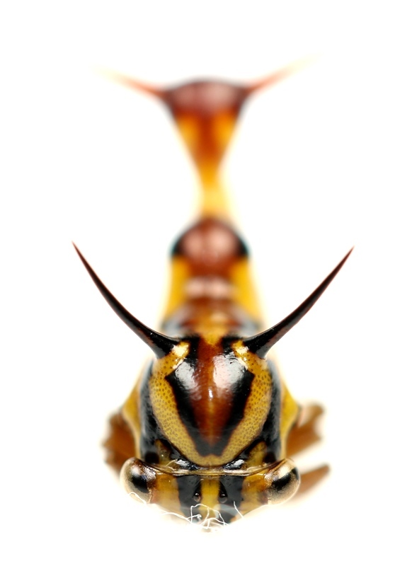 画像: ハチ擬態のハチマガイツノゼミの一種　Heteronotus sp.　♀　ペルー