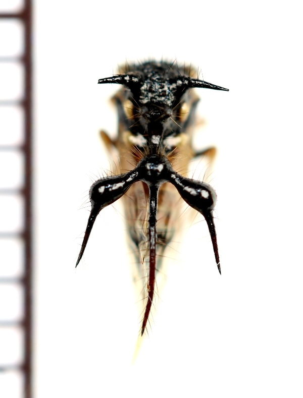 画像: ハラアカツキザジツノゼミ　Cyphonia trifida　♀　ペルー