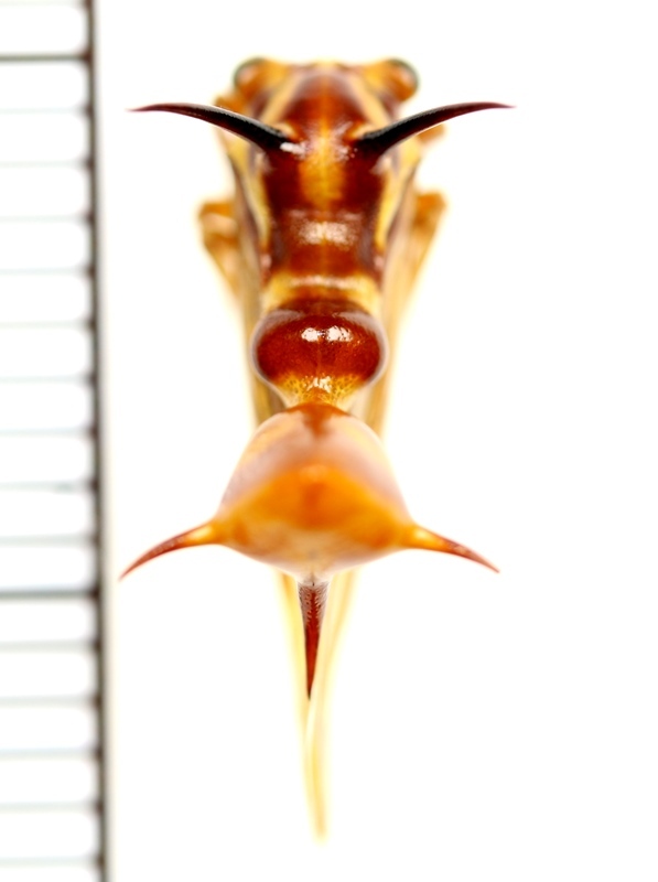 画像: ハチ擬態のハチマガイツノゼミの一種　Heteronotus sp.　♀　ペルー