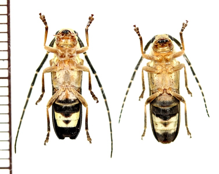画像: ホタル擬態のカミキリムシの一種　Isomerida albicollis　♀　ペルー