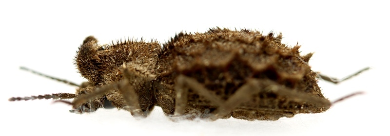 画像: カンムリゴミムシダマシの一種　Vieta sp.　ザンビア