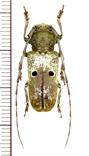 画像1: 眼状紋を持つカミキリムシの一種　Prosopocera bipunctata bioculata　♀　カメルーン