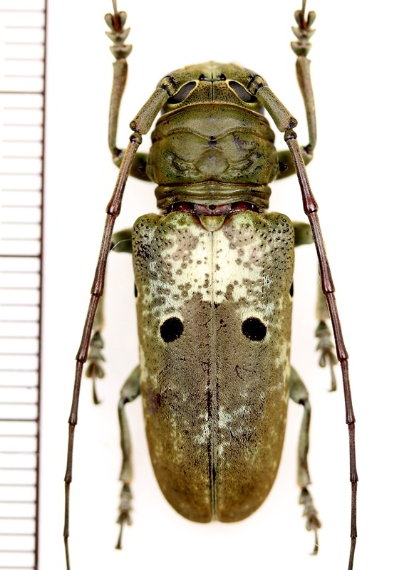 画像: 眼状紋を持つカミキリムシの一種　Prosopocera bipunctata bioculata　♀　カメルーン
