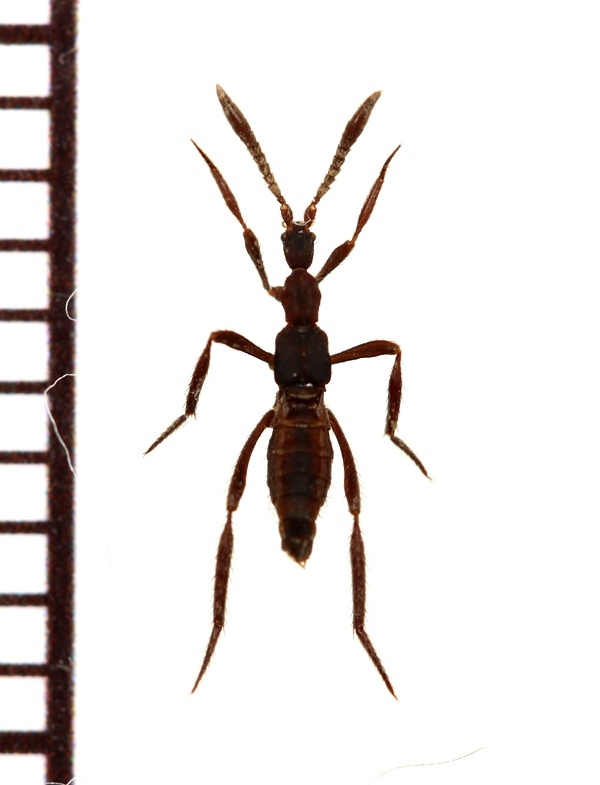 画像1: グンタイアリ擬態の好蟻性ハネカクシの一種　Ecitomorpha arachnoides　ペルー