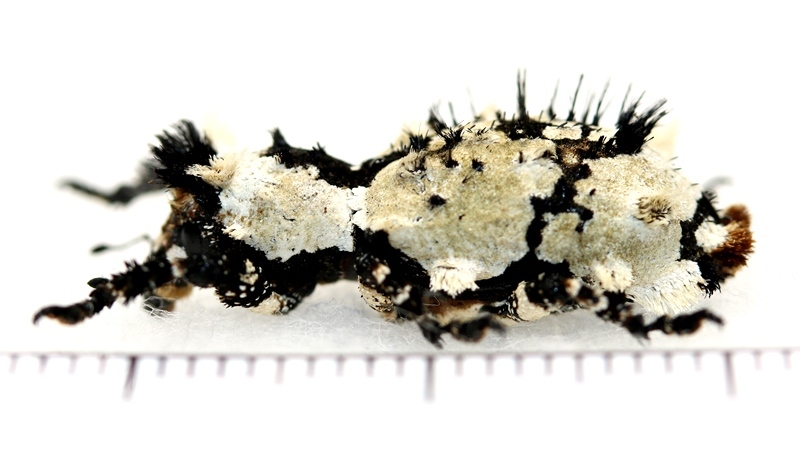 画像: 地衣類に擬態したゾウムシの一種　Lithinus nigrocristatus　マダガスカル
