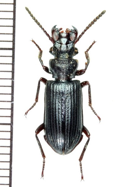 画像1: エグリゴミムシの一種　Pseudozaena tricostata opaca　マレーシア