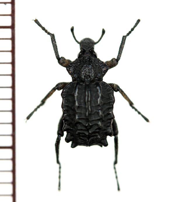 画像1: イボゾウムシの一種　Brachycerus sp.　イタリア