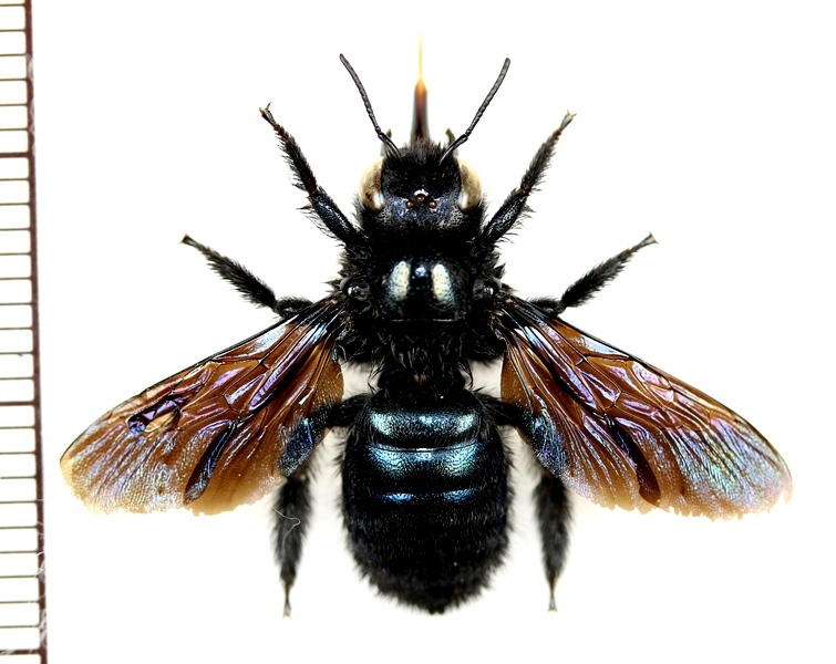 画像1: クマバチの一種　Xylocopa sp.　♀　ロシア