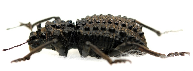 画像: ゾウムシの一種　Acantholophus suttoni　オーストラリア