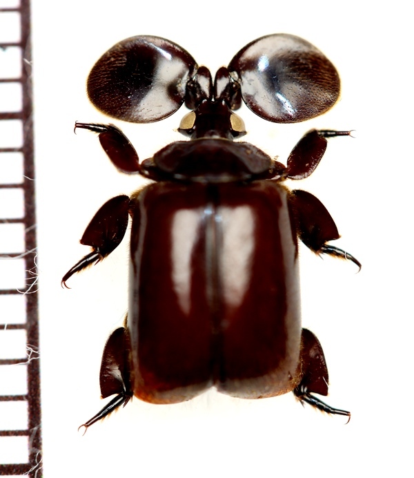 ヒゲブトオサムシ科