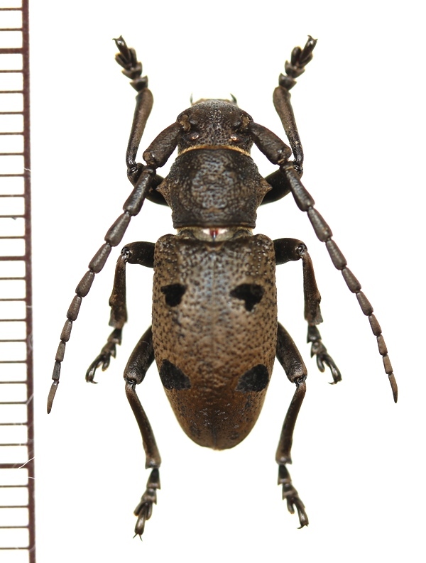 画像1: カミキリムシの一種　Herophila tristis　♂　ギリシャ