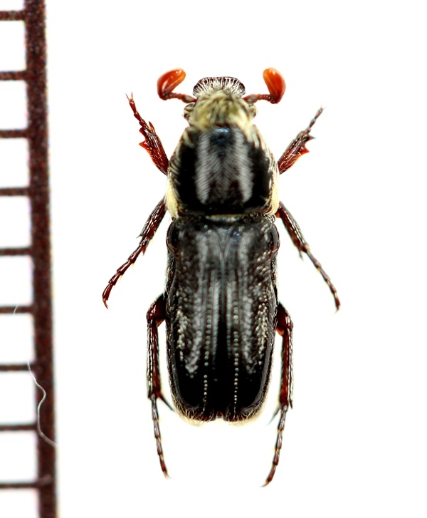 画像1: アリノスハナムグリの一種　Plagiochilus joveri　♀　トーゴ