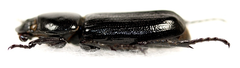 画像: アリノスコカブトの一種　Cryptodus tasmannianus　オーストラリア