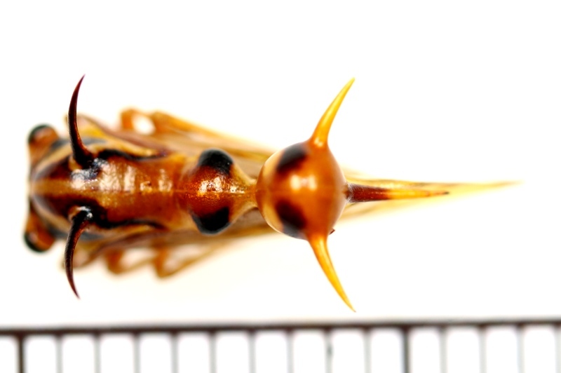 画像: ハチ擬態のハチマガイツノゼミの一種　Heteronotus spinosus　♀　ペルー