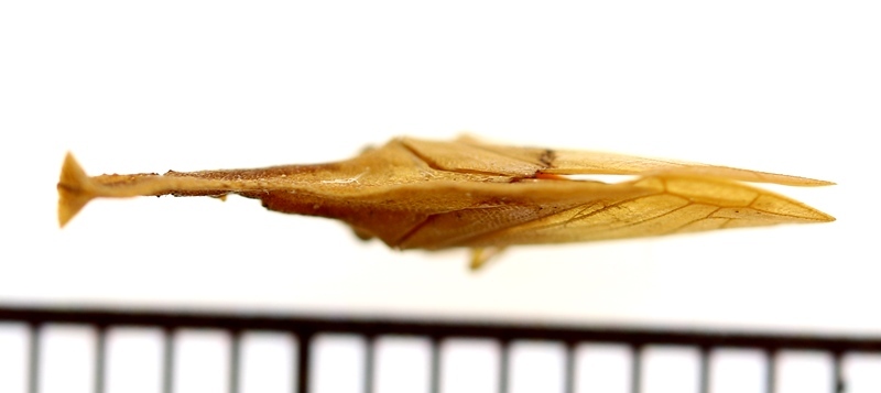 画像: トッテナシツノゼミの一種　Lycoderides fernandezi　♀　ペルー