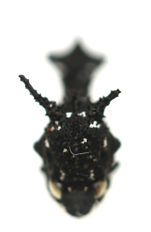 画像: カビツノゼミの一種　Notocera sp.　♀　ペルー