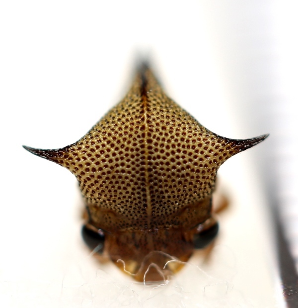 画像: ネズミツノゼミの一種　Nassunia nigrofascia　♀　ペルー