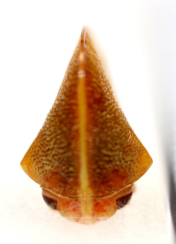 画像: フナガタツノゼミの一種　Cymbomorpha convexa　♂　ペルー